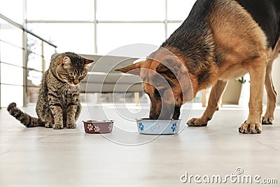 Tabby cat and dog eating from bowl on floor. Funny friends Stock Photo