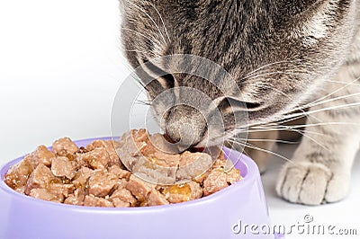 Tabby cat eating food from a bowl Stock Photo