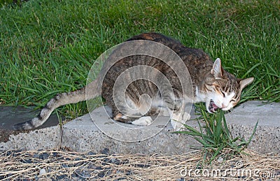 Tabby Cat Eating Grass Stock Photo