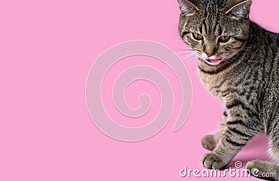 tabby cat eating wet pink background wine glass Stock Photo