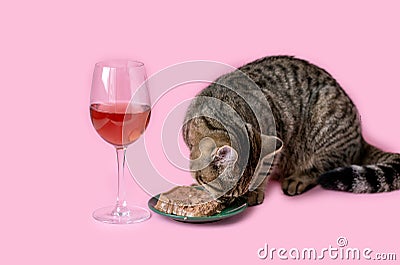 tabby cat eating wet pink background wine glass Stock Photo