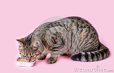 tabby cat eating wet pink background wine glass Stock Photo