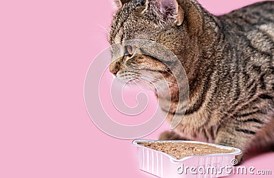 tabby cat eating wet pink background wine glass Stock Photo