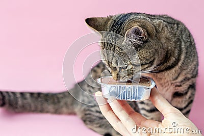 tabby cat eating wet pink background wine glass Stock Photo