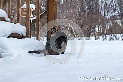 Tabby cat exploring deep new snow after a blizzard Stock Photo