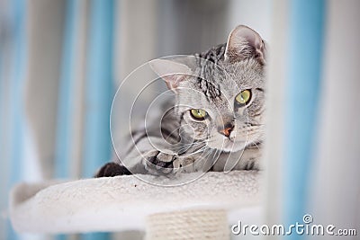 Tabby cat Stock Photo