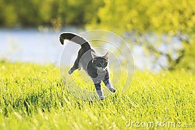 Tabby cat fun running on green meadow in Sunny day Stock Photo