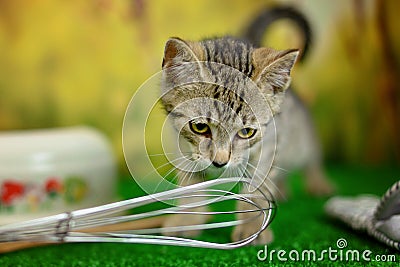 Tabby cat on a green background with kitchen utensils - pot, whisk, glove Stock Photo