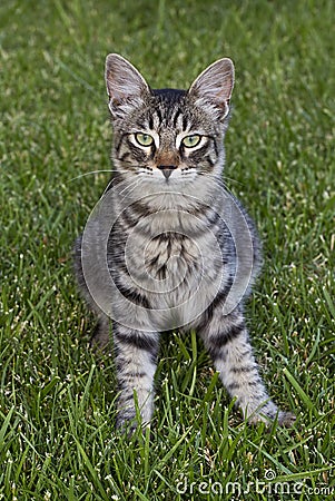 Tabby Cat Stock Photo