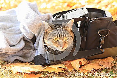 Tabby cat hiding between camera bag and sweatshirt Stock Photo