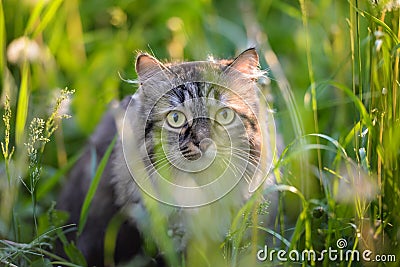 Tabby cat hiding in the grass Stock Photo