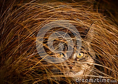 Tabby Cat Hiding In Long Grass Stock Photo