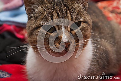 Tabby cat at home Stock Photo