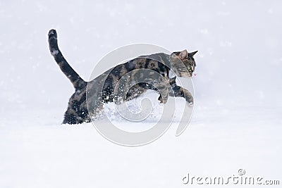 Tabby Cat Jumping in Snow Stock Photo