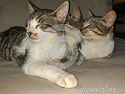 Tabby cat kitten siblings trying to sleep Stock Photo