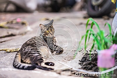 Tabby cat lays comfortably on the cement road. Stock Photo