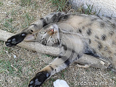 Tabby cat lays down stretches out front feet Stock Photo