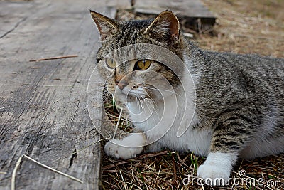 Tabby cat lies on wooden boards in the yard Stock Photo