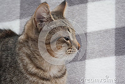 Tabby cat on light background with copy space Stock Photo