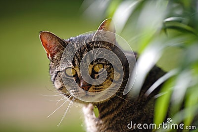 Tabby Cat with Lily Leaves Stock Photo