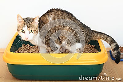 Tabby cat on litter box Stock Photo