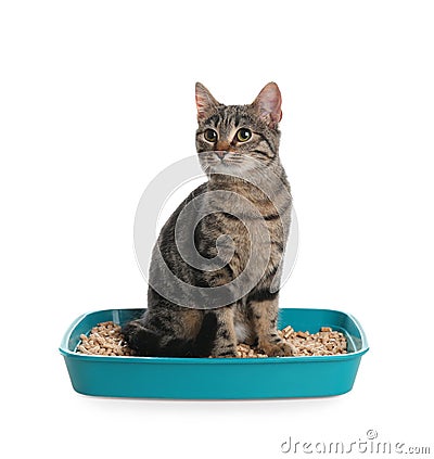 Tabby cat in litter box on background Stock Photo