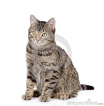 Tabby cat looking away. isolated on white background Stock Photo