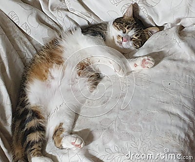 Tabby cat looking very cute laying down Stock Photo