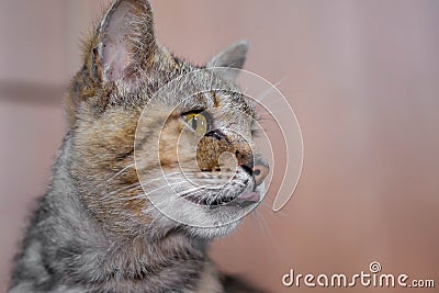 Tabby cat looks ahead and licks the muzzle, the cat wants to ea Stock Photo