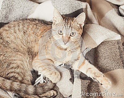 Tabby cat lying on plaid, top view. Stock Photo