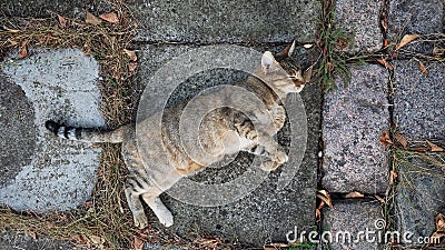 Tabby cat lying on stone flooring Stock Photo