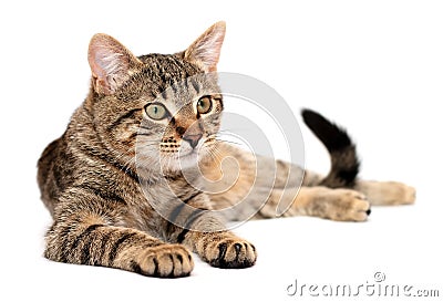 Tabby cat lying on white Stock Photo