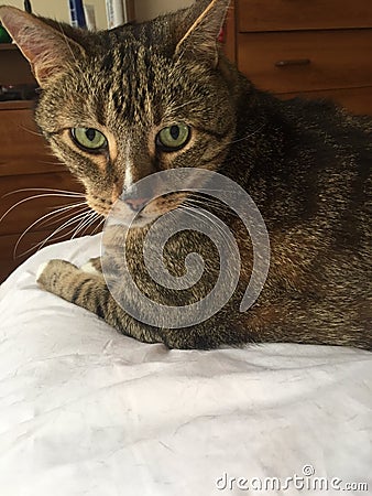 Stunning Fluffy Male Diabetic Senior Cat Model Resting Stock Photo