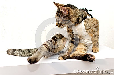 Tabby cat in a medical blanket after surgery. Kitten neutering, protective suit Stock Photo