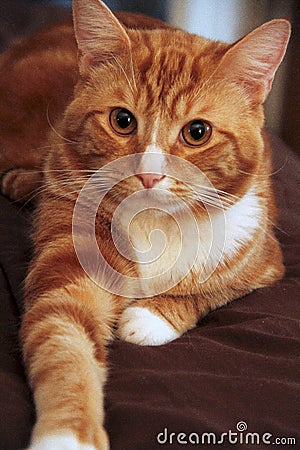 A tabby cat named Simba Stock Photo