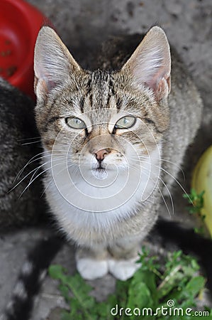 Tabby cat near bowl Stock Photo