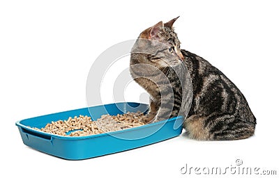 Tabby cat near litter box on background Stock Photo