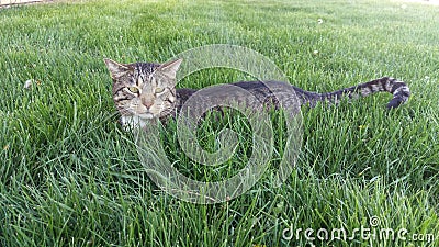 Tabby Cat Nestled in Grass Stock Photo