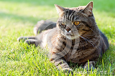 Tabby cat outdoors Stock Photo