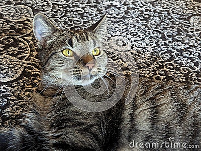 A Close-Up Portrait of a Tabby Cat's Mesmerizing Markings Stock Photo