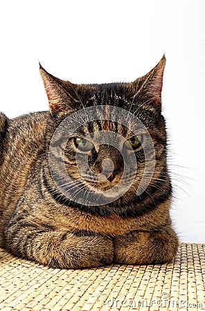 Tabby cat. Portrait of a cute gray 10 month old kitten. Small gray kitten looks attentively and mischievously Stock Photo