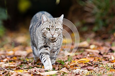 Tabby cat on the prowl Stock Photo