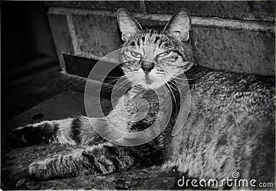 Tabby cat resting Stock Photo