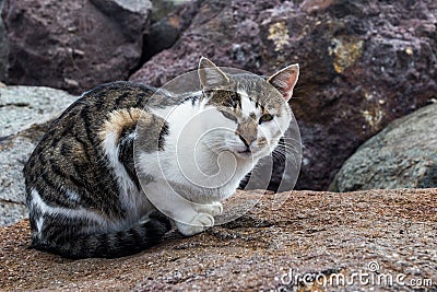 Tabby cat on rock Stock Photo