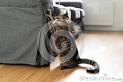 Tabby cat scratches sofa with his claws. Interior destruction by pets. Kitten play. Lifestyle home daily life with pets Stock Photo