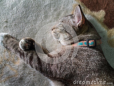 Tabby Cat Seeping with Lethargy Stock Photo