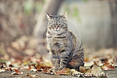 Tabby cat with a serious look Stock Photo