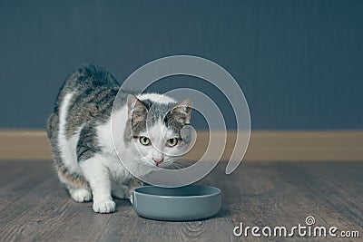 Tabby cat sitting around the food bowl and waiting for the meal. Stock Photo