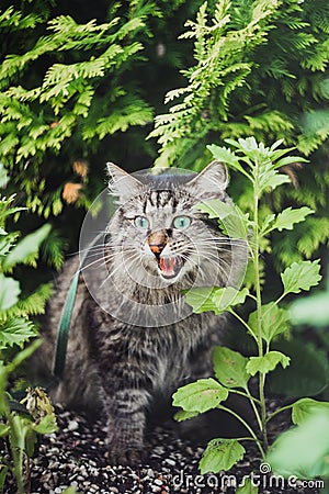 A tabby cat sits in the garden among the firs, hissing and mewing. Stock Photo