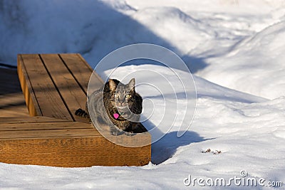 Tabby cat sitting on a deck bench surrounded with snow Stock Photo